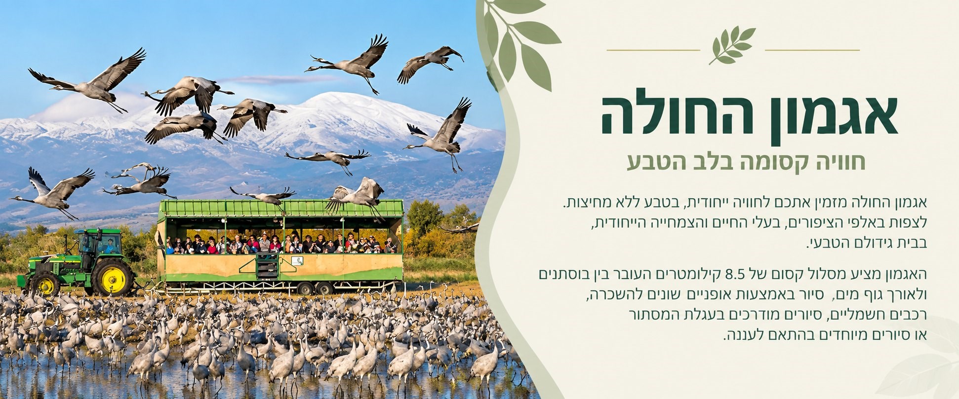אגמון החולה
