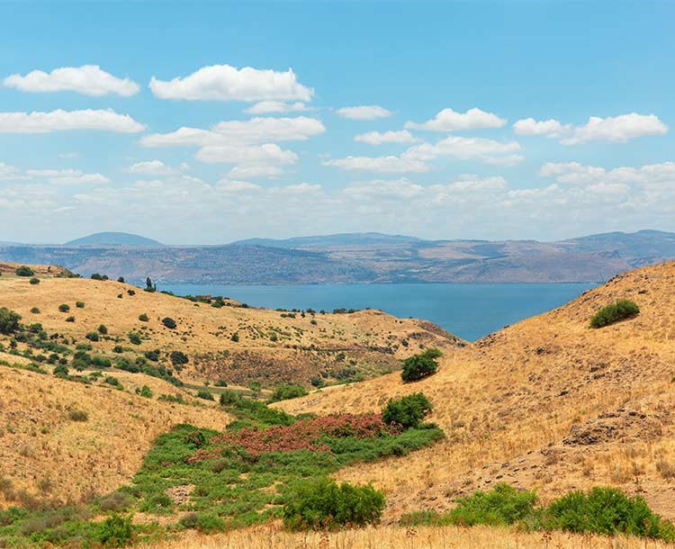 ריידר