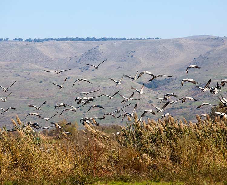    בעקבות ציפורי עמק החולה ותל אנפה