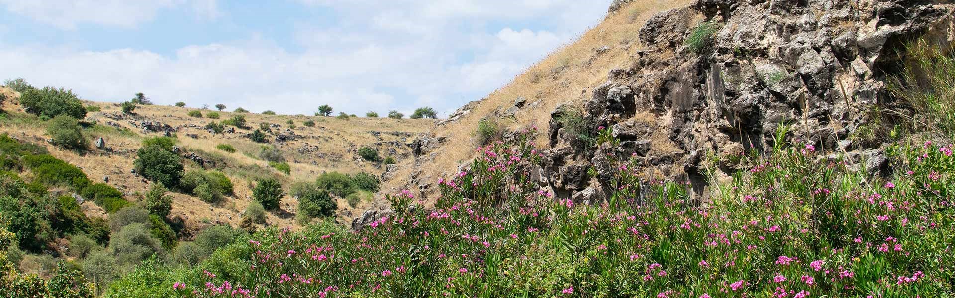 כפר הנופש נופי גונן - חוויה מקומית ומסלוליי טיול ב